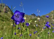 35 Campanule in fiore. Sullo sfondo il Valletto